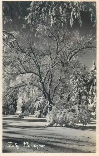 Postcard New Year greetings frozen forest view