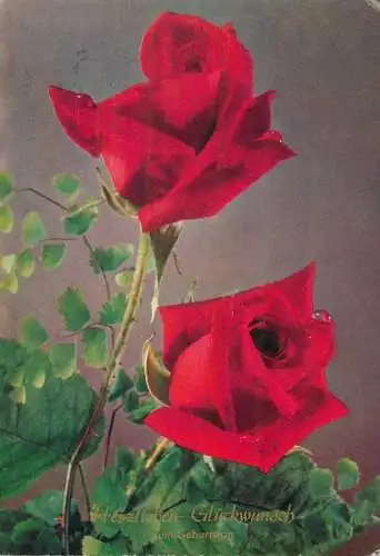 best Birthday wishes greetings Postcard garden roses detail view