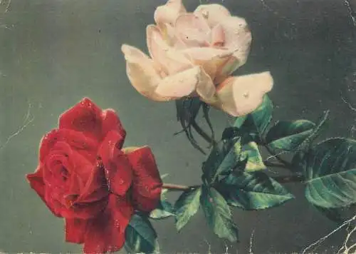 Postcard garden roses detail view