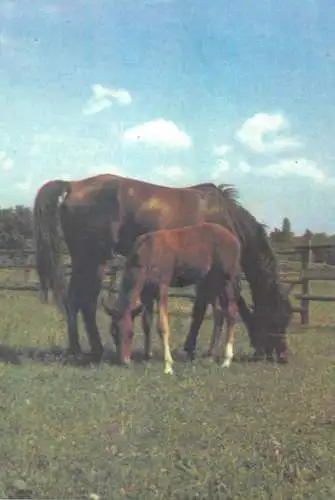 Animals Postcard mare with foal
