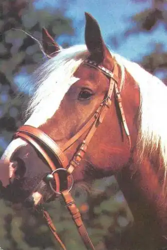 Animals Postcard horse head detail view