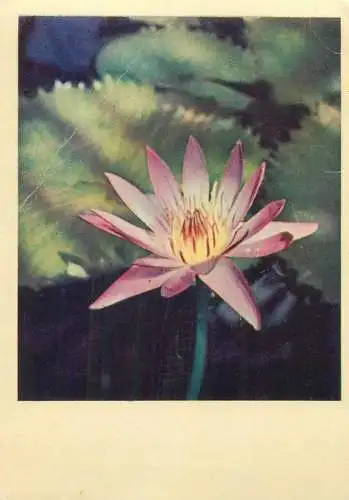 Flora Postcard lotus flower detail aspect