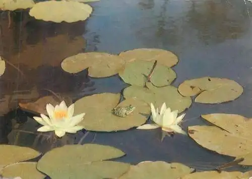 Flora and fauna Postcard waterlilies and toad