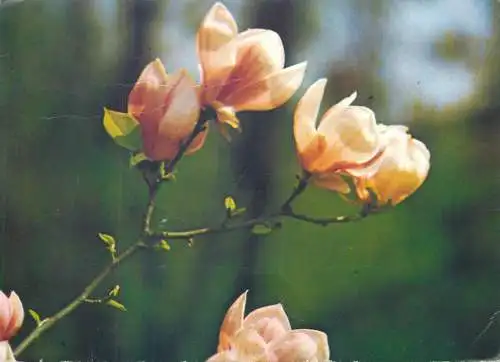 Postcard Magnolia flowers