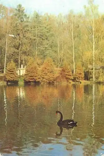 carte postala lebada neagra lac peisaj pitoresc
