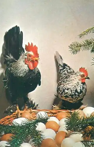 rooster and hen Easter Postcard