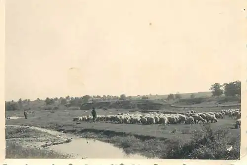 Photo ca. 7 x 10 cm sheep scene