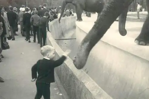 Photo ca. 7 x 10 cm zoological garden elephant