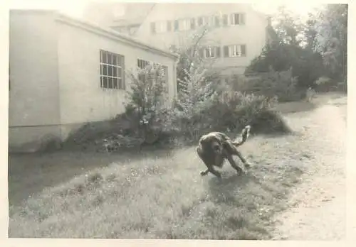 Photo ca. 7 x 10 cm dog running