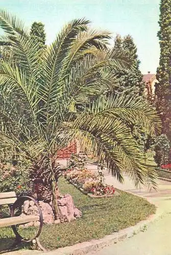 Romania Post card date palm