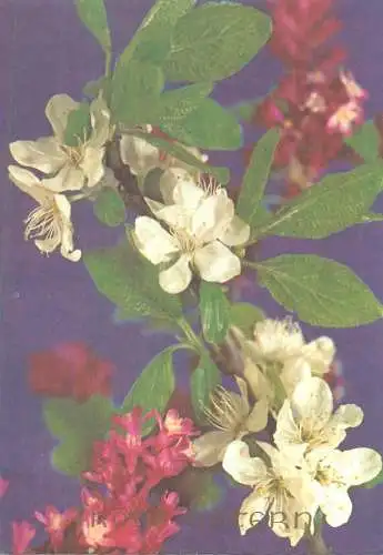 Flower postcard greetings Frohe Ostern