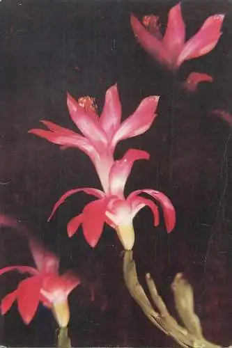 Flower postcard greetings flower 1972