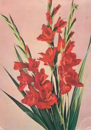 Flower postcard greetings flower red hungary