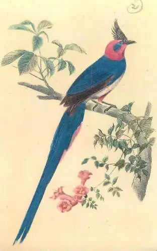 Animals Postcard magpie