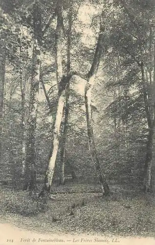 CPA Postcard France Foret de Fontainebleau