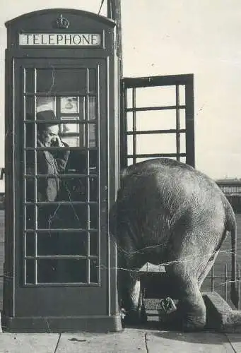 Postcard Anonymous Trunk Call 1955 baby elephant in phone booth