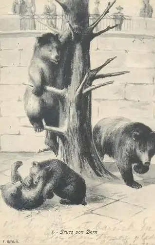 Postcard Switzerland Gruss von Bern bears