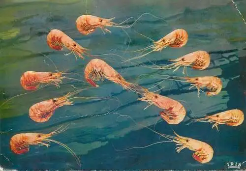 Animal postcard France crevettes roses 1966