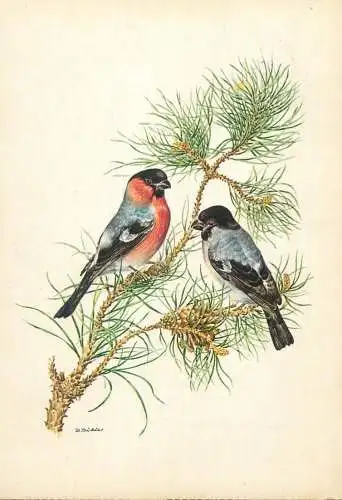 Animal postcard bird gimpel bullfinch 1970