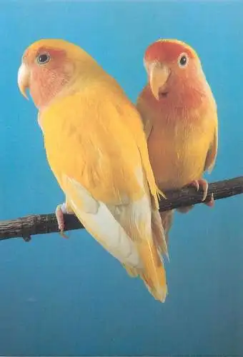 Animal postcard parrot 1990