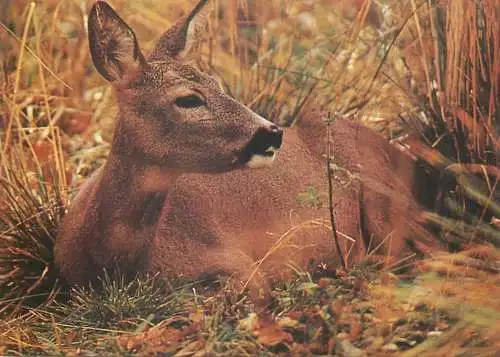 Animal postcard deer resting 1988