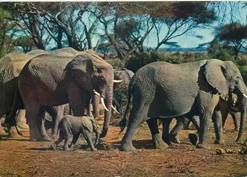 Animal postcard elephant faune africaine troupeau d'elephants African fauna
