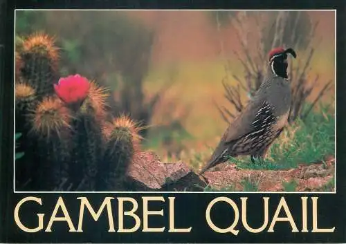 Animal postcard USA AZ Gambel quail Lophortyx gambelli