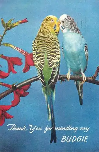 Animal postcard UK England Isle of Wight parrot