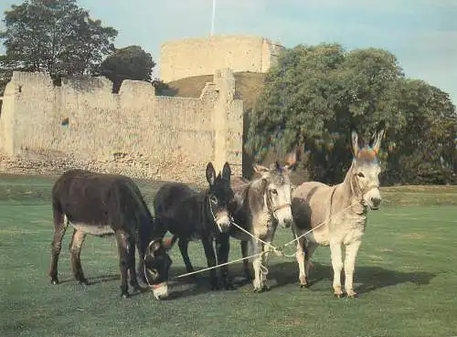 Animal postcard UK England Isle of Wight donkey
