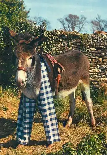 Animal postcard France donkey le petit ane en culottes 1978