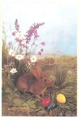Animal postcard Romania Sibiu rabbit eggs