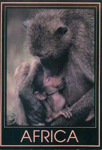 Animal postcard monkey Africa Safari