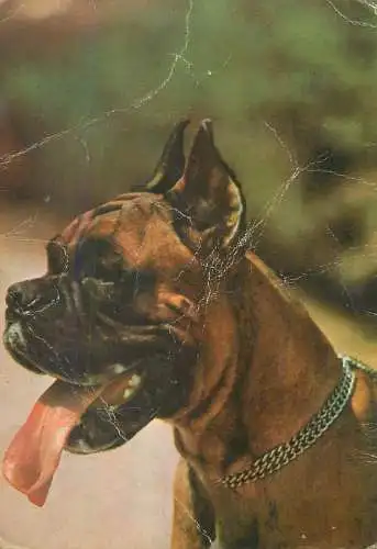 Animal postcard dog Hungary 1972