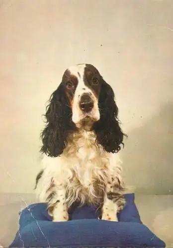 Animal postcard dog long ears