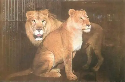 Animal postcard Romania Bucharest zoo lion panthera leo