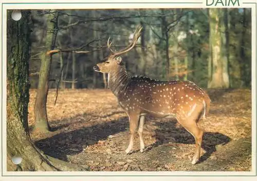 Animal postcard deer France Ardennes