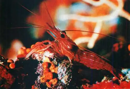 Animal postcard fish Monaco crevette monegasque lobster shrimp lysmata Seticaudata