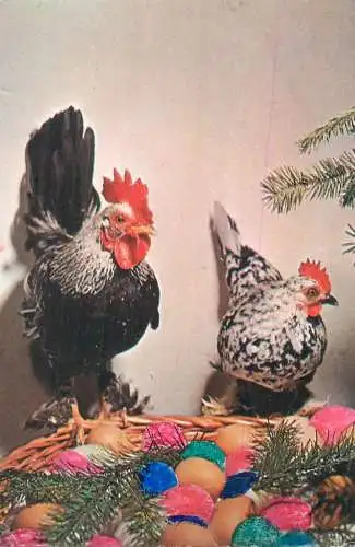 Animal postcard Romania chicken1980