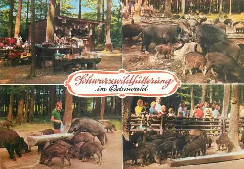 Postcard Schwarzwildfutterung im Odenwald wild boar 1973