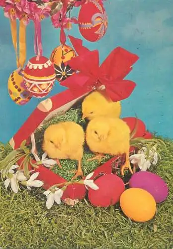 Easter greetings Postcard chicken and painted eggs