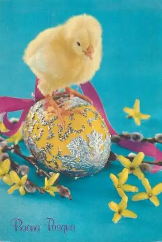 Easter greetings Postcard chicken standing on pencilled egg