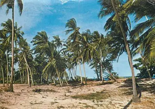 Postcard Africa Kenya coconut trees 1973