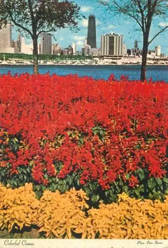 Postcard USA Il Chicago John Hancock center Colorful Cameo 1980