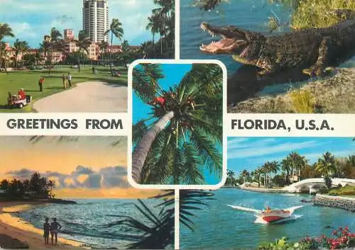Postcard United States > FL - Florida aligator multi view 1981