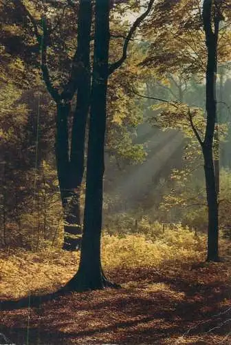 Postcard Denmark forest autumn colours