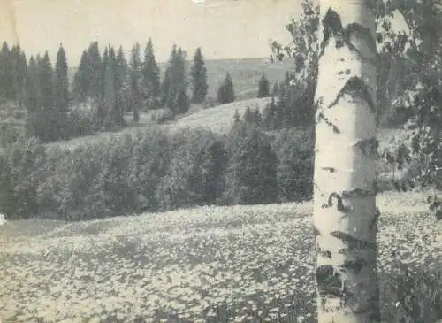 Landscape with trees & flowers soviet postcard