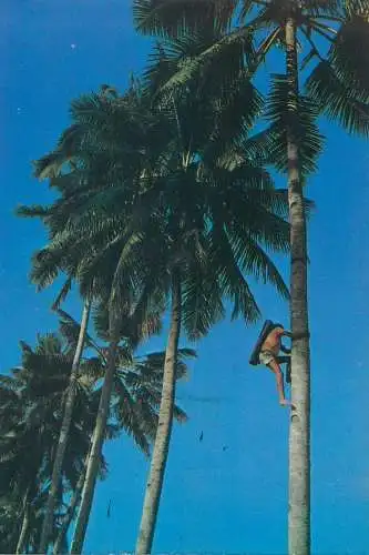 Postcard Philippines a tuba gatherer coconut palms