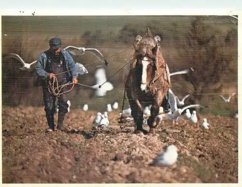 Postcard France Breton agricultural scene man and horse plowing