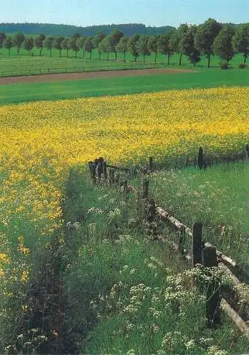Postcard Germany Arnsberger Wald pasture landscape