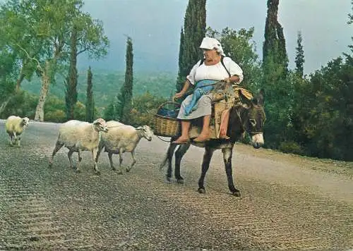 Postcard Greece donkey sheep